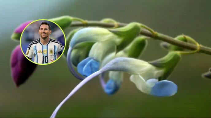 Bautizan como Salvia messii a una nueva planta en Perú en honor a Messi