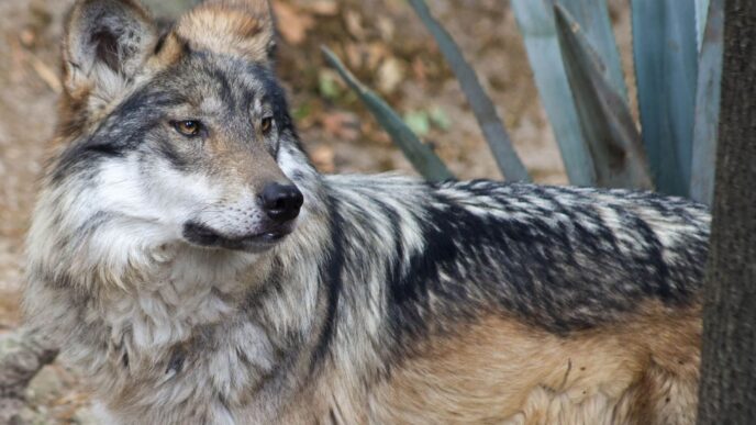 Mueren cuatro lobos mexicanos liberados en Sonora
