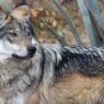 Mueren cuatro lobos mexicanos liberados en Sonora